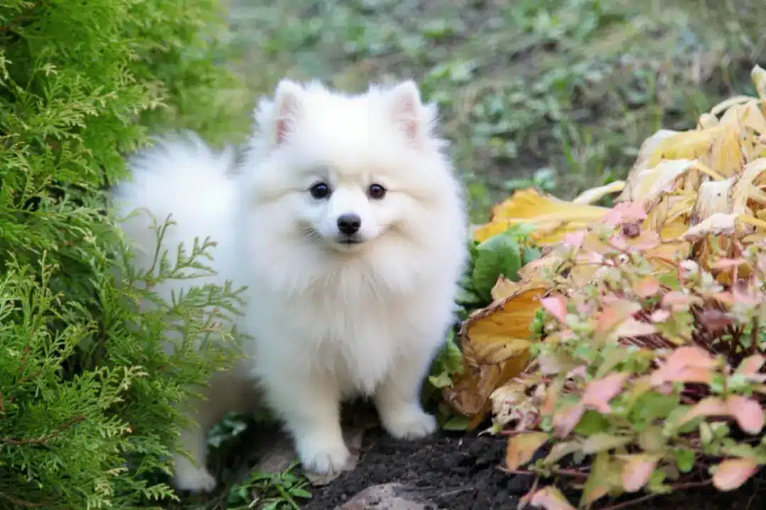 Après Lovedog