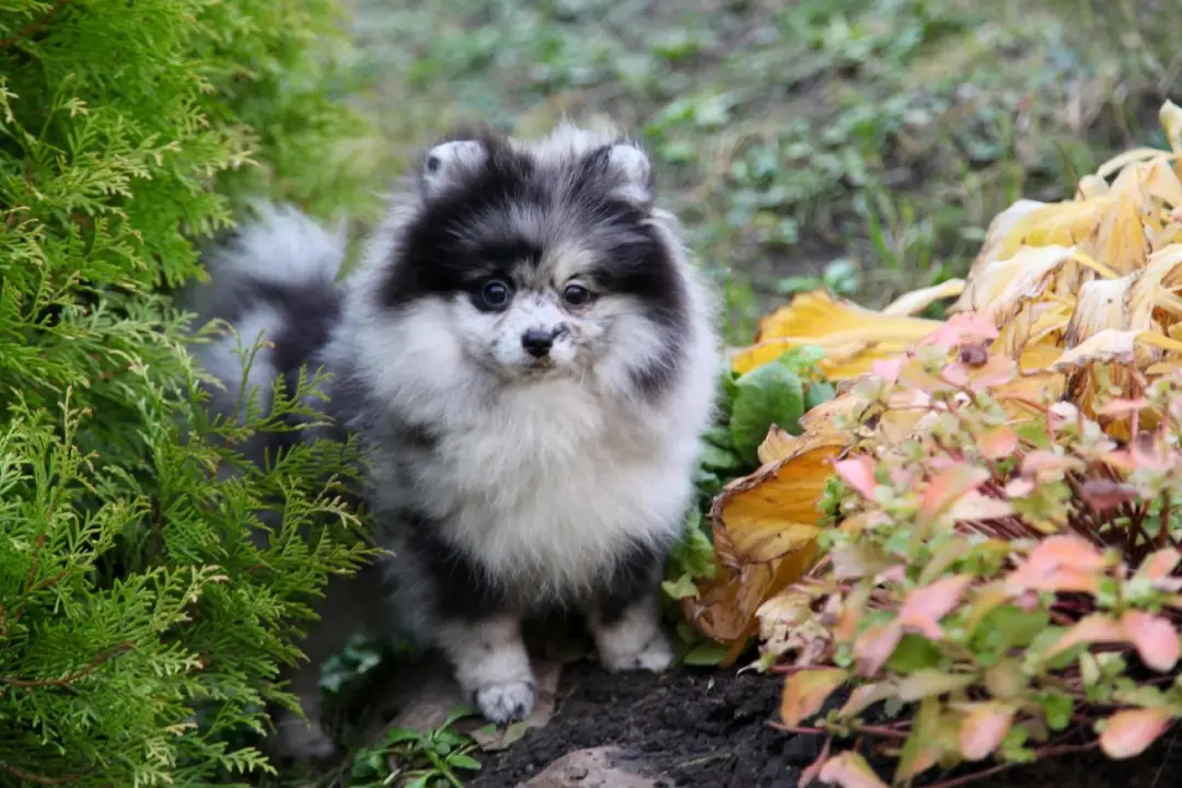 Avant Lovedog