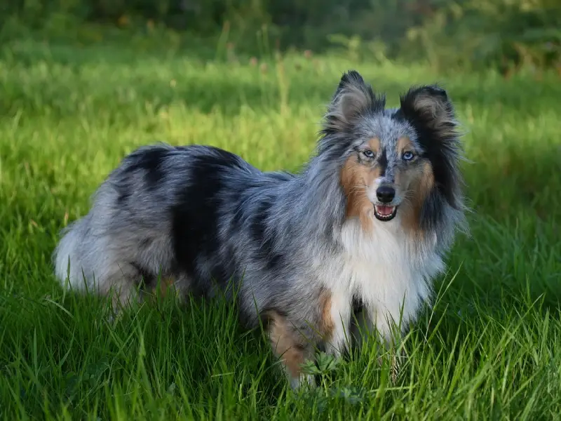 Chien loulou de Pom&eacute;ranie