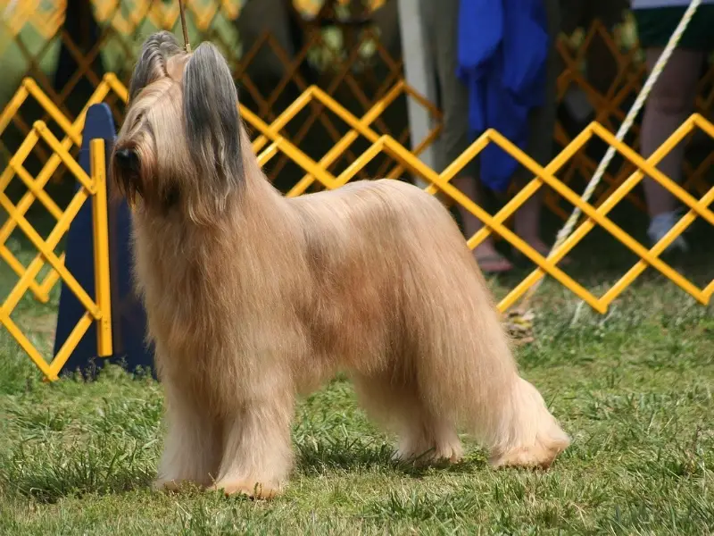 Chien loulou de Pom&eacute;ranie