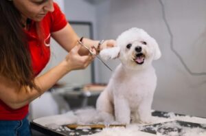 Caniche se faisant toiletter sur une table de toilettage