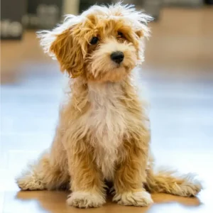 Chien en attente de se faire toiletter