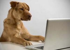Chien devant un écran d'ordinateur