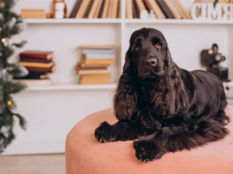 Chien loulou de Pom&eacute;ranie