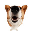 Figure de chien avec son nez en gros plan