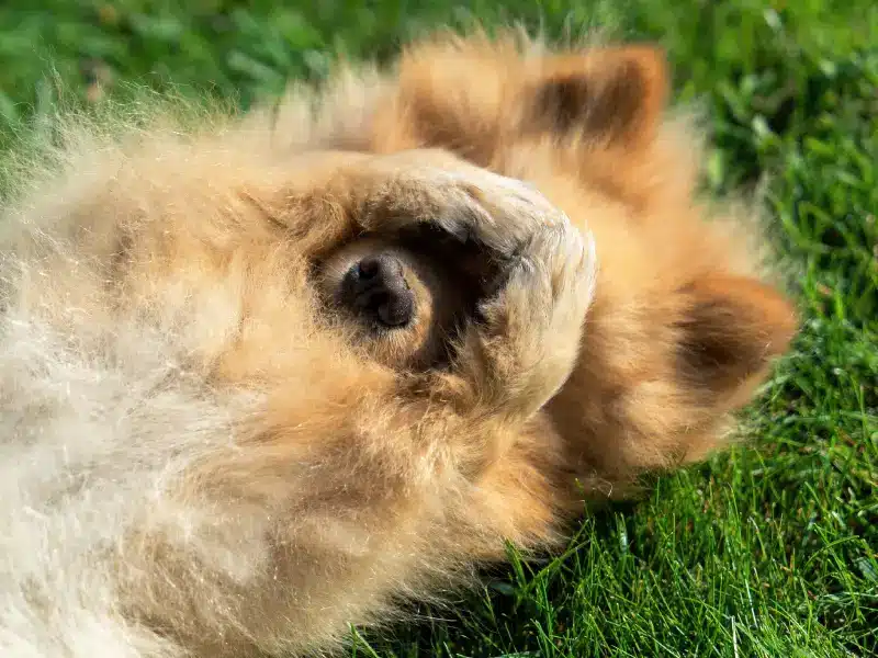 Chien loulou de Pom&eacute;ranie