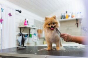 Loulou se faisant toiletter sur une table de toilettage