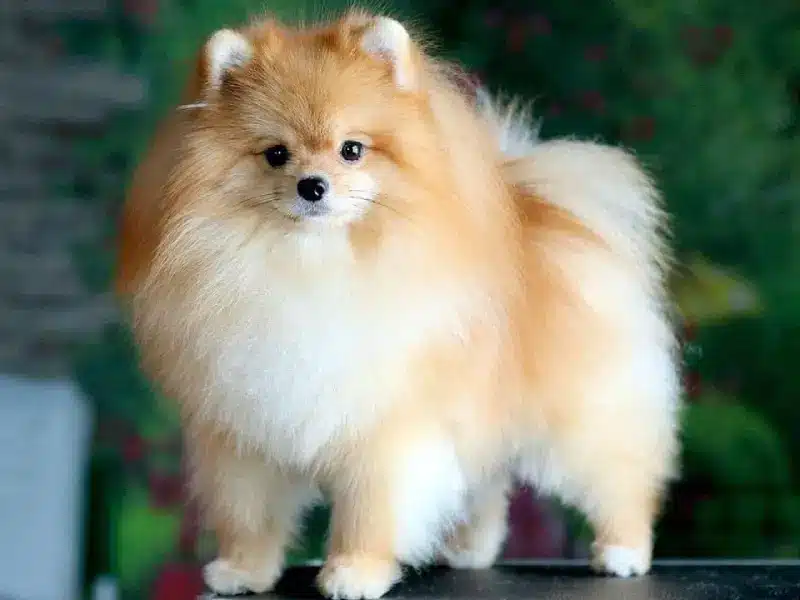 Chien loulou de Pom&eacute;ranie