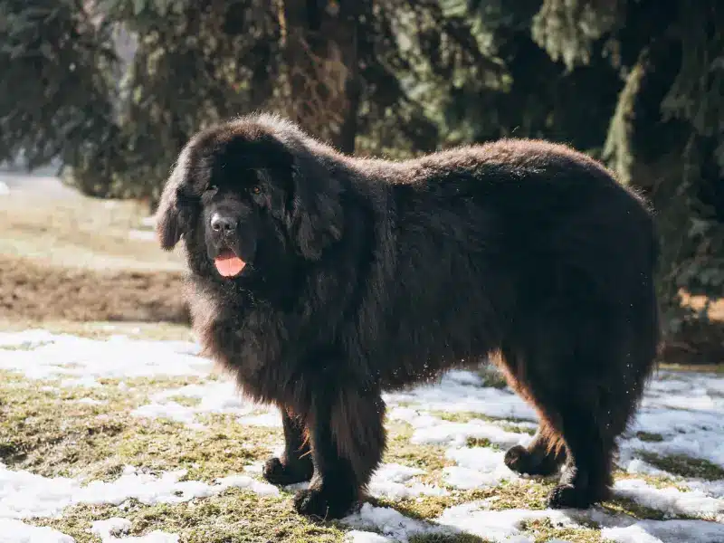 Chien loulou de Pom&eacute;ranie
