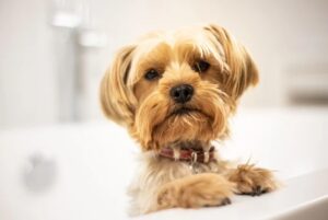 Yorkshire prenant un bain dans une baignoire